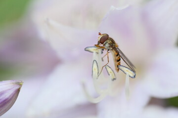 A hoverfly sitting on the pollen of a purple white flower