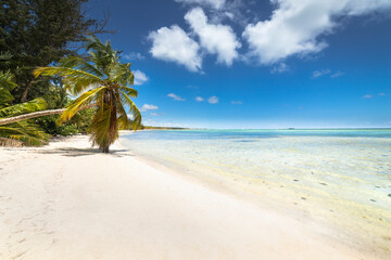 Obraz na płótnie Canvas Palm tree and Tropical idyllic beach in Punta Cana, turquoise caribbean sea