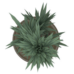 Generic Plant Tree PNG rendered in 4K Resolution for compositing and Background. With transparency alpha channel.  8K based in 3d model.