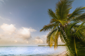 Fototapeta na wymiar Palm tree and Tropical idyllic beach in Punta Cana, turquoise caribbean sea