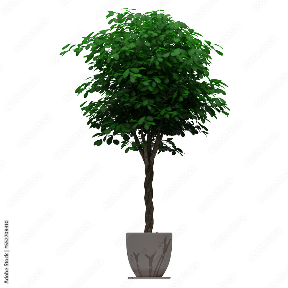 Canvas Prints generic plant tree png rendered in 4k resolution for compositing and background. with transparency a