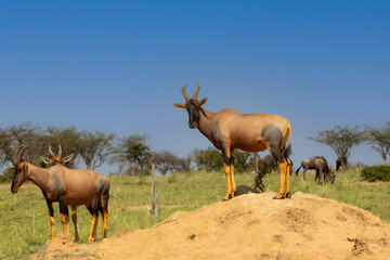 A Topi (damaliscus lunatus) on the lookout. Kenya.	