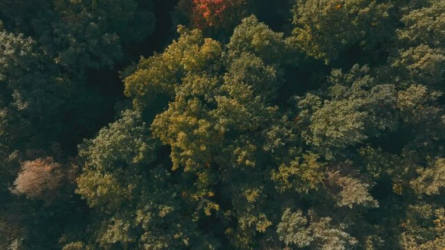View of the forest from the air. The concept of sunset over the forest. Nature and trees as seen from a drone.