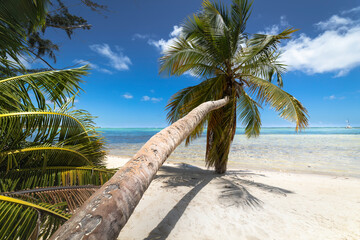 Obraz na płótnie Canvas Palm tree and Tropical idyllic beach in Punta Cana, turquoise caribbean sea