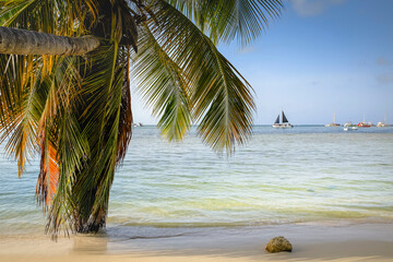 Palm tree and Tropical idyllic beach in Punta Cana, turquoise caribbean sea
