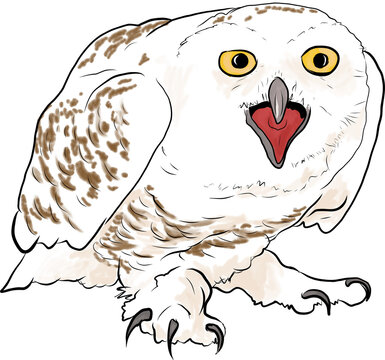 Snow Owl Awh