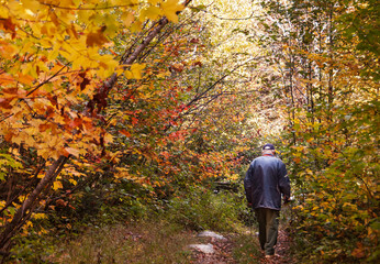 Fototapeta premium Autumn fairy with senior walking in forest of Quebec , Canada, focus on the silhouette