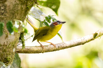 Beautiful Rufous-capped Warbler (Basileuterus rufifrons)