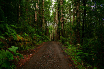 sendero pumalin