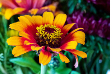 A beautiful colorful aster in a bunch of flowers