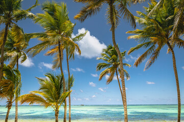Fototapeta na wymiar Palm trees and Tropical idyllic beach in Punta Cana, turquoise caribbean sea