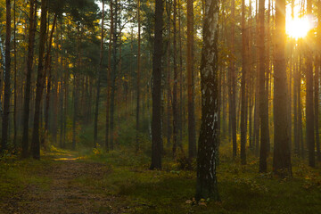 Majestic view of forest with sunbeams shining through trees in morning