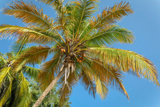 Tropical paradise, idyllic caribbean palm trees in Punta Cana, Dominican Republi © Aide