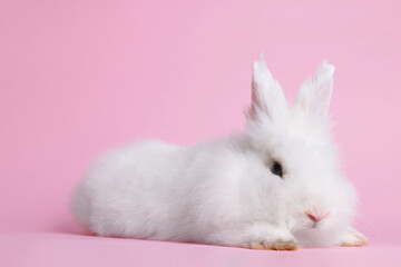 Fluffy white rabbit on pink background. Cute pet