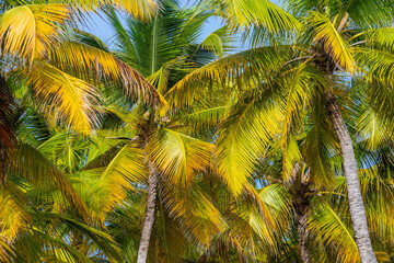 Fototapeta na wymiar Tropical paradise, idyllic caribbean palm trees in Punta Cana, Dominican Republi