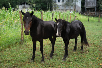 Two beautiful black horses grazing near corn field outdoors