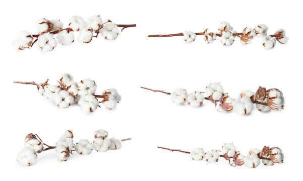 Set of dried cotton branches with fluffy flowers on white background