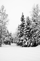 Winter Snow Covered Trees
