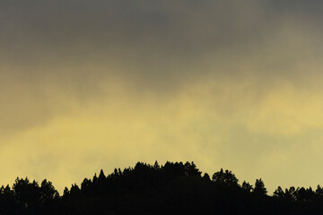 Silhouettes of trees against a beautiful sunset