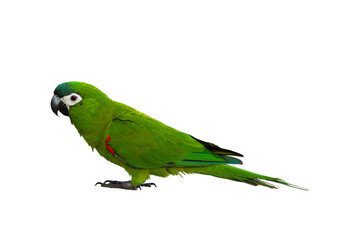 Hahn macaw parrot isolated on transparent background png file © Passakorn