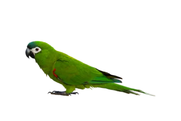 Stoff pro Meter Hahn macaw parrot isolated on transparent background png file © Passakorn