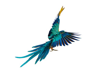 Colorful flying parrot isolated on transparent background png file