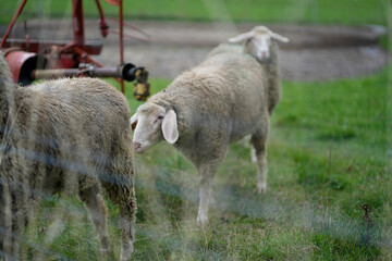 Schafe auf Wiese