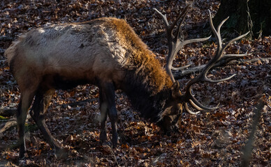 bull elk in park national park