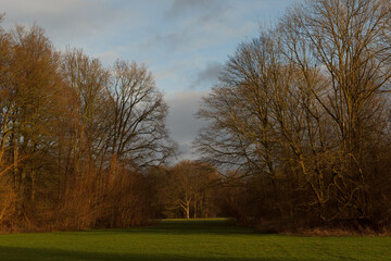 Obraz premium Trees and the sky in an european park
