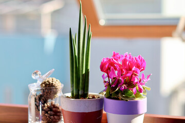 窓辺の景色　朝日が差し込む部屋の窓に飾られた観葉植物　窓のある生活