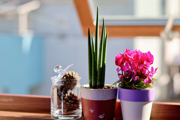 窓辺の景色　朝日が差し込む部屋の窓に飾られた観葉植物　窓のある生活