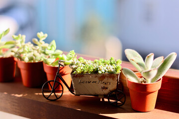 窓辺の景色　朝日が差し込む部屋の窓に飾られた観葉植物　窓のある生活