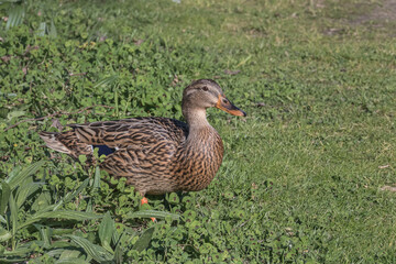 female mallard duck on the grass outdoors anas platyrhynchos