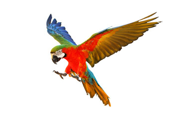 Colorful Harlequin macaw flying isolated on transparent background png file