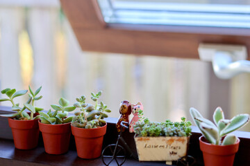 窓辺の景色　小さな木枠の窓に飾られた観葉植物　窓のある生活　癒やしの空間