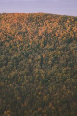Closeup of trees at Coopers Rock State Forest, West Virginia