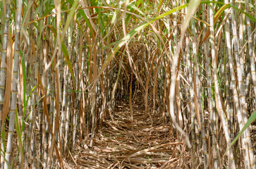 sugar cane field, sugarcane and leaves in the field growing