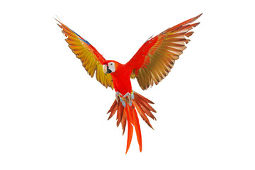 Colorful macaw parrot flying isolated on transparent background png file