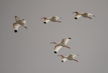 Itchy: A flock of five American White Ibis fly across a clear sky in Saint Marys, Georgia