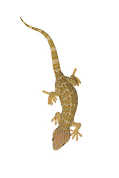 Tokay, Gecko, Calling gecko isolate white