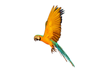 Colorful flying parrot isolated on transparent background png file