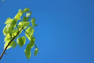 Fototapeta na wymiar Pho leaves in the evening.Green leaf Pho leaf, (bo leaf, bothi leaf) with sunlight in nature.
