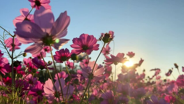 Cosmos flowers dancing as teh wind blows during a golden hour sunset