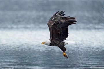 Bald eagle flying off with its catch.