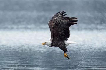 Poster Im Rahmen Bald eagle flying off with its catch. © Gregory Johnston