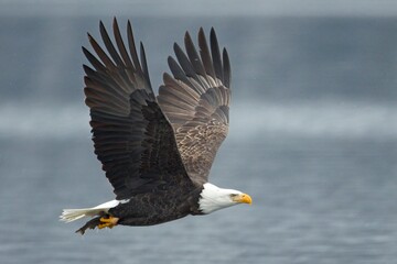 Eagle flying with fish in its talons.