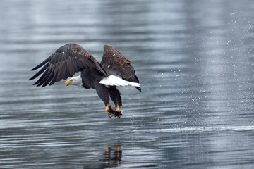 Eagle flies low to water after catching fish.