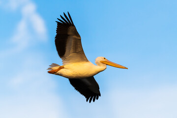 Photograph of an American White Pelican