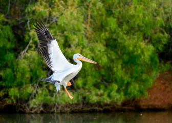 Photograph of an American White Pelican