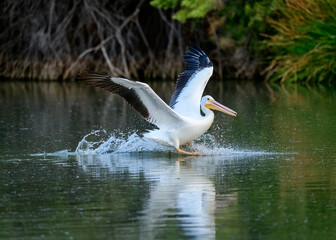 Photograph of an American White Pelican